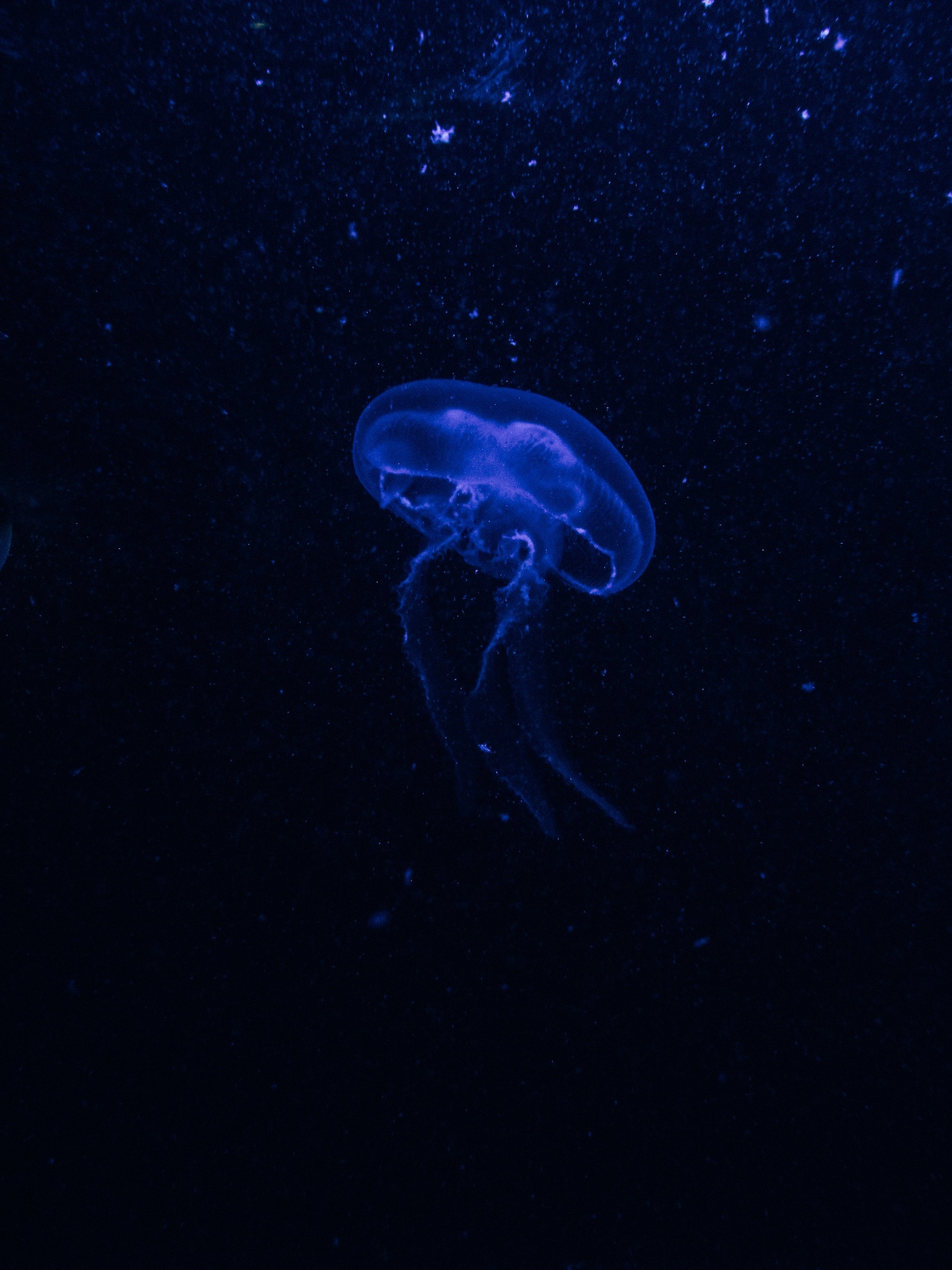 Jellyfish glowing in the deep dark ocean